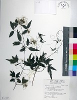 臺灣鐵線蓮藏品圖，第1張