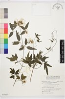 臺灣鐵線蓮藏品圖，第2張