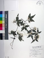 臺灣鐵線蓮藏品圖，第1張