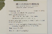 裂葉艾納香藏品圖，第2張