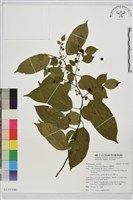 桶鉤藤藏品圖，第1張