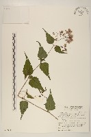 高士佛澤蘭藏品圖，第1張