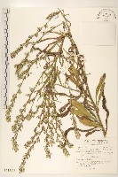 假地膽草藏品圖，第1張