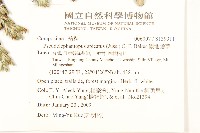 假地膽草藏品圖，第2張