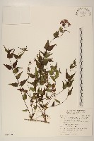 高士佛澤蘭藏品圖，第1張