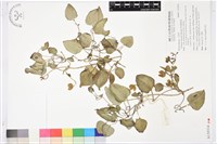 屏東鐵線蓮藏品圖，第1張