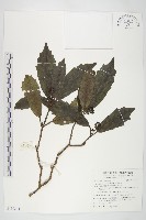 桃葉珊瑚藏品圖，第1張