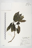 桃葉珊瑚藏品圖，第1張