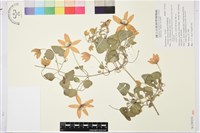 屏東鐵線蓮藏品圖，第1張