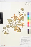 屏東鐵線蓮藏品圖，第1張