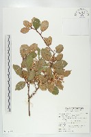 大橋胡頹子藏品圖，第1張