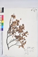 臺灣水青岡藏品圖，第1張