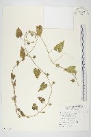 白花牽牛藏品圖，第1張