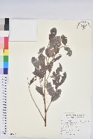 紅毛饅頭果藏品圖，第1張
