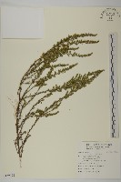 牡蒿藏品圖，第1張