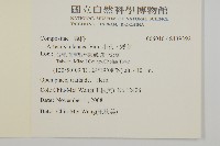 牡蒿藏品圖，第2張