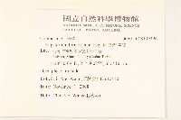 臺灣澤蘭藏品圖，第2張