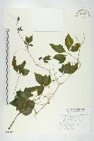 絞股藍藏品圖，第1張