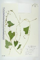 裸瓣瓜藏品圖，第1張