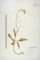 倒吊蓮藏品圖，第1張