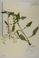 裂葉艾納香藏品圖，第1張