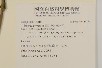 薄葉艾納香藏品圖，第2張