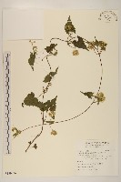 小花蔓澤蘭藏品圖，第1張