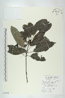 薄葉虎皮楠藏品圖，第1張