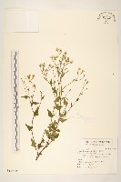 小蔓黃苑藏品圖，第1張