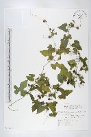 黑果馬交兒藏品圖，第1張