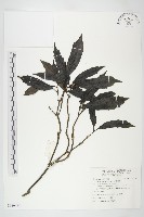 桃葉珊瑚藏品圖，第1張