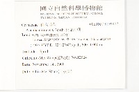 桃葉珊瑚藏品圖，第2張