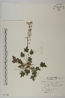 中原氏鬼督郵藏品圖，第1張