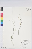 禾葉大戟藏品圖，第1張