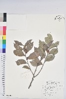 細葉饅頭果藏品圖，第1張