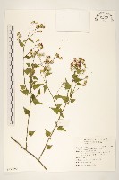 小蔓黃苑藏品圖，第1張