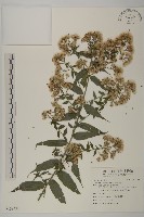 臺灣馬蘭藏品圖，第1張