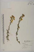 登錄號:S139496藏品圖，第1張