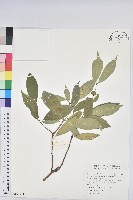 臺灣土沉香藏品圖，第1張