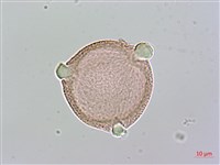 琉球雞屎樹藏品圖，第1張