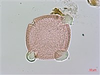 琉球雞屎樹藏品圖，第2張