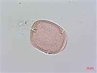 琉球雞屎樹藏品圖，第3張