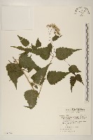 高士佛澤蘭藏品圖，第1張