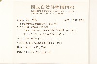 戴星草藏品圖，第2張