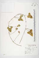 吊鐘藤藏品圖，第1張