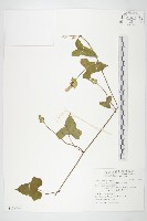 吊鐘藤藏品圖，第1張