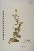 臺灣艾納香藏品圖，第1張