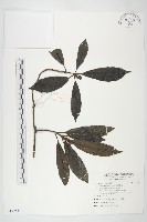 桃葉珊瑚藏品圖，第1張