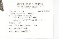 桃葉珊瑚藏品圖，第2張