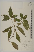 草珊瑚、紅果金粟蘭藏品圖，第1張